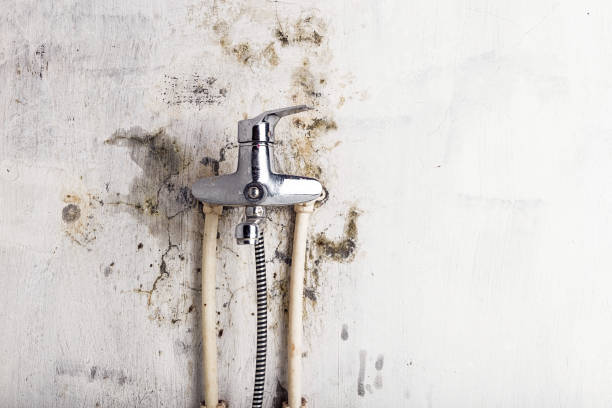 Best Mold Removal Near Me  in Massac, KY