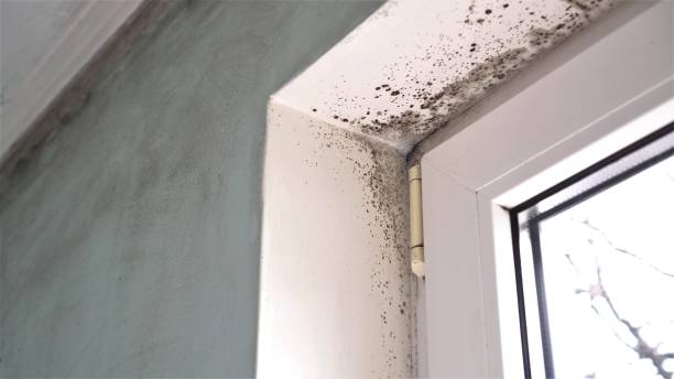 Best Mold Cleaning Services  in Massac, KY