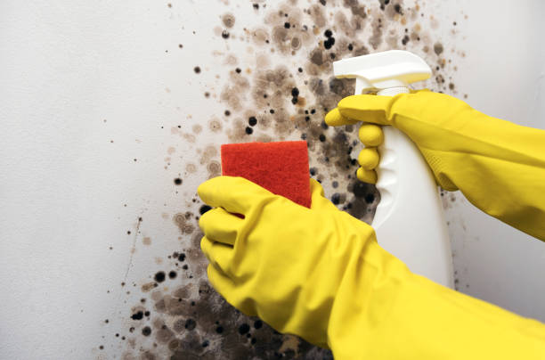 Mold Testing and Removal in Massac, KY
