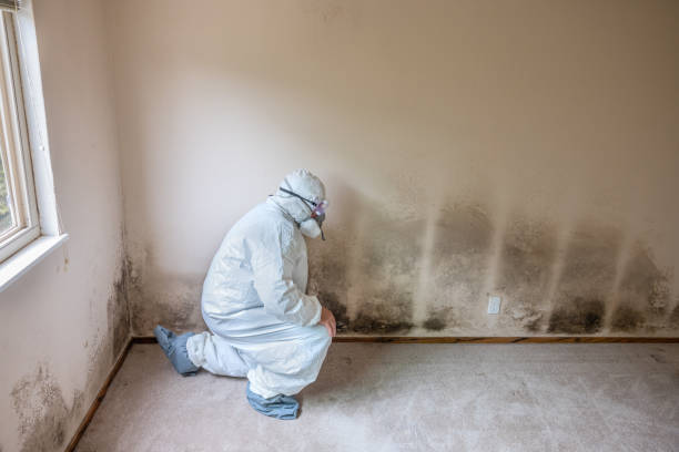Best Black Mold Removal  in Massac, KY