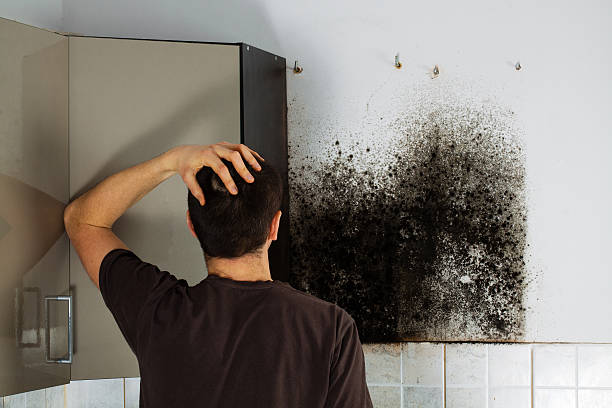 Best Mold Damage Repair  in Massac, KY