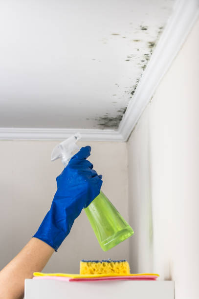 Best Crawl Space Mold Removal  in Massac, KY